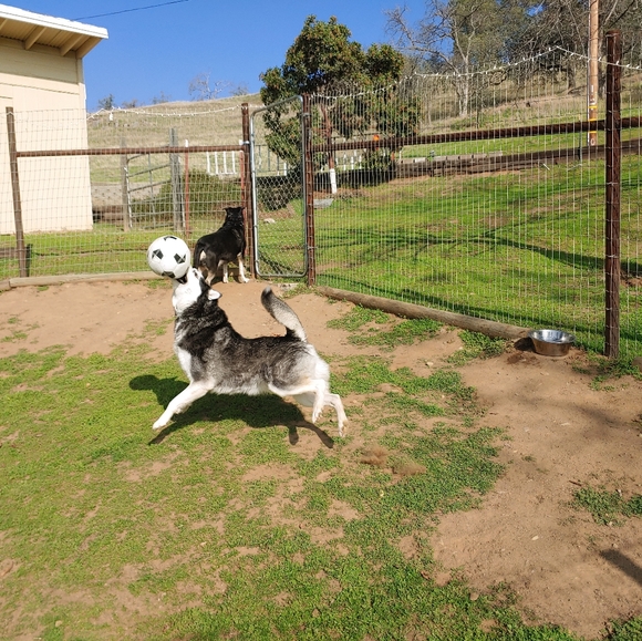 Meet your Posher, Jammie - Picture 6 of 7